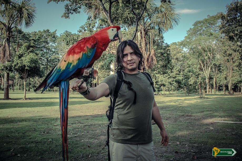 Nelson Mochilero con un Papagayos en la selva peruana - Mochileros