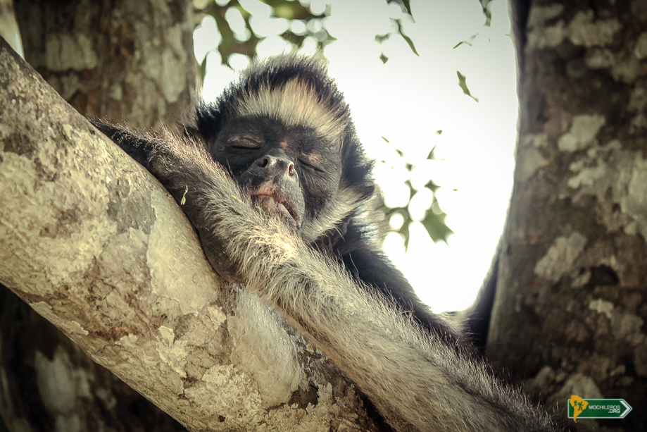 Mono araña durmiendo en el árbol - Iquitos Mochileros Perú