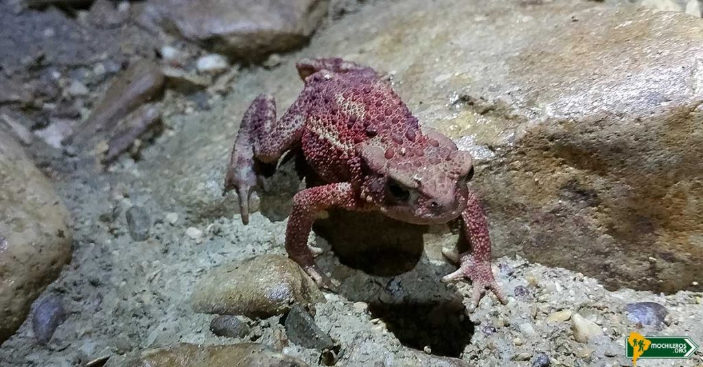 Sapo en la caverna de Pazin - Pazinska Jama, Croacia - Nelson Mochilero