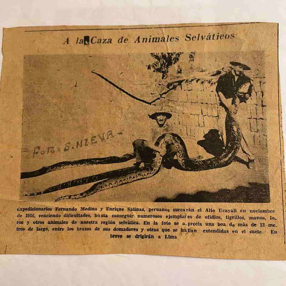 Espedicionarios Hilario "Fernando" Medina y Enrique Salinas con boa de más de 12 metros y 140 kilos